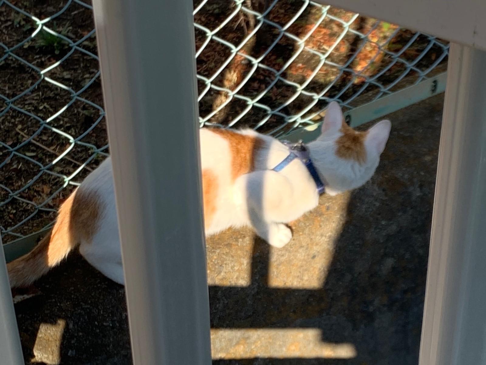 目撃された猫 目撃された猫