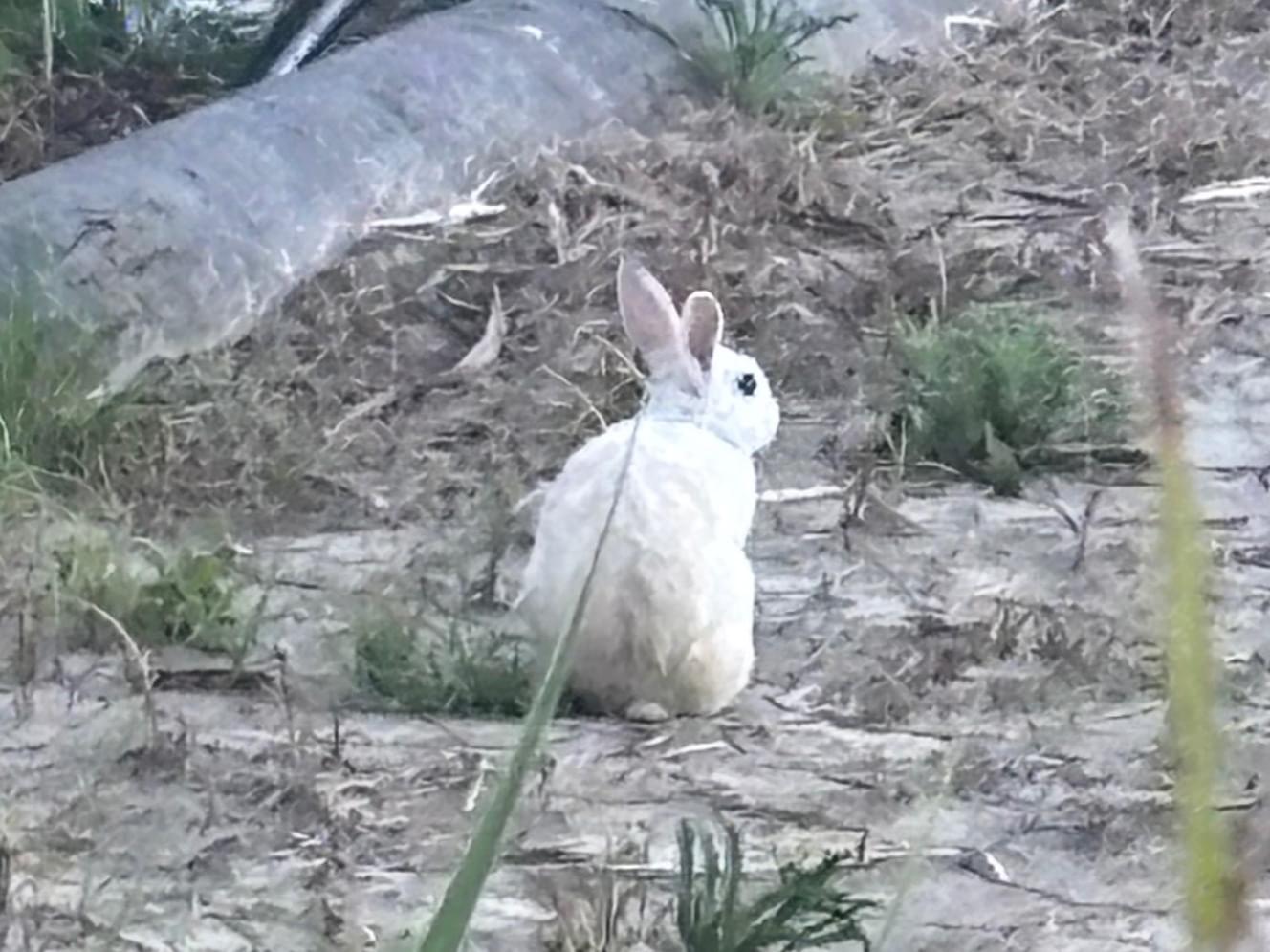 目撃されたペット