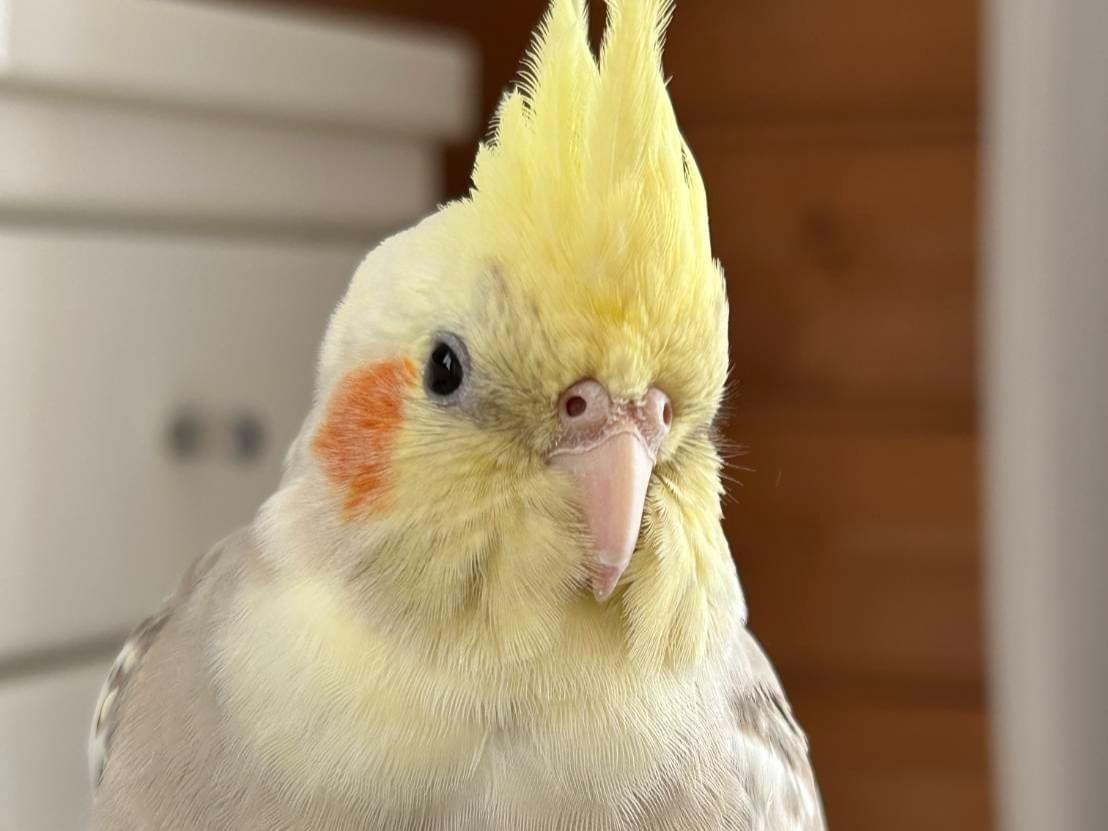 がんもちゃん がんもちゃん