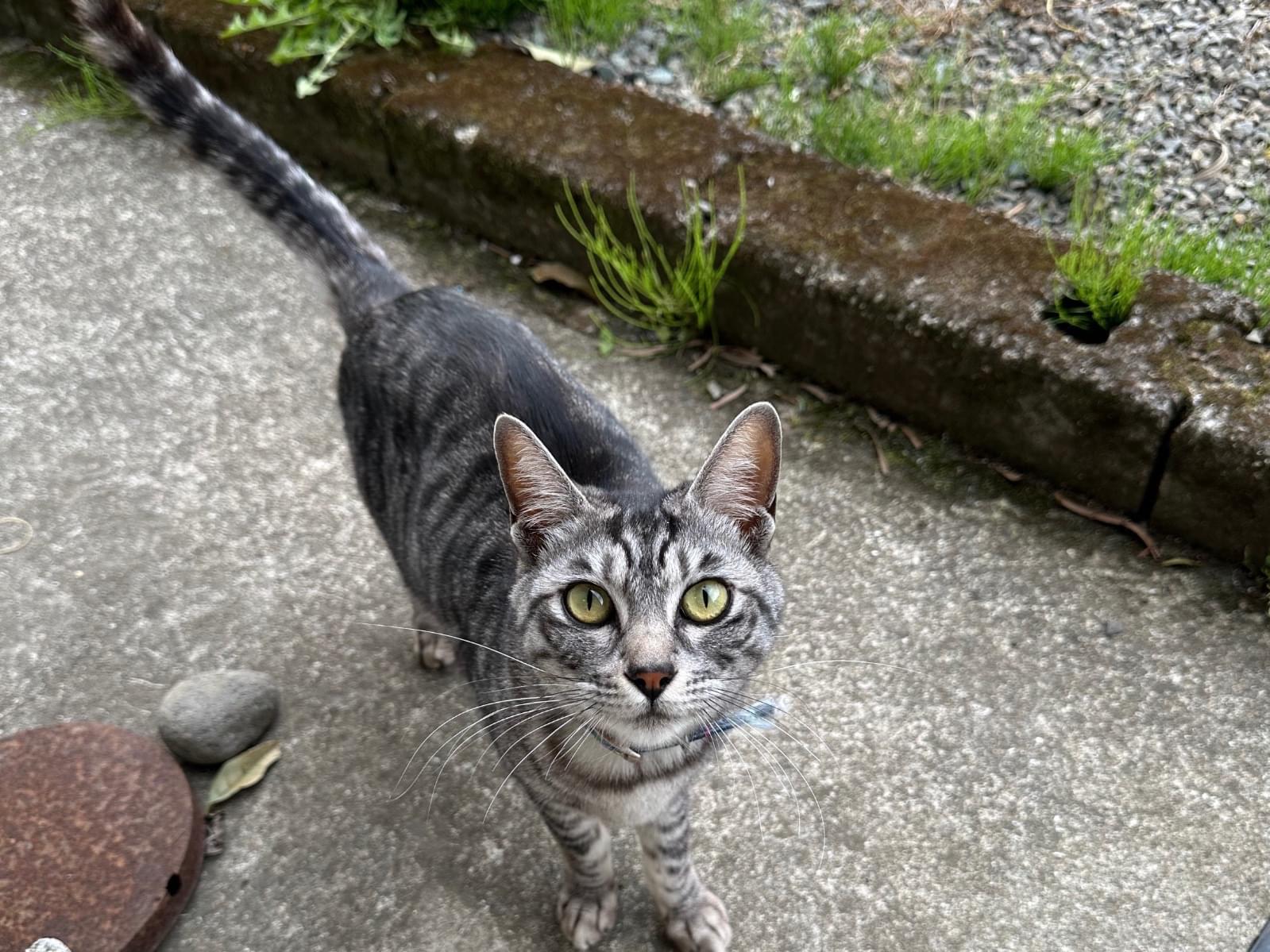 目撃された猫 目撃された猫