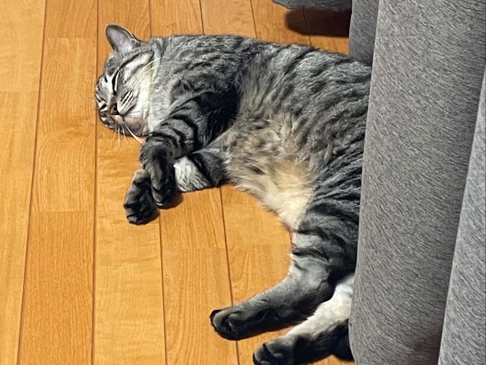 むくちゃん むくちゃん