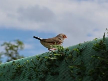 目撃された鳥 目撃された鳥