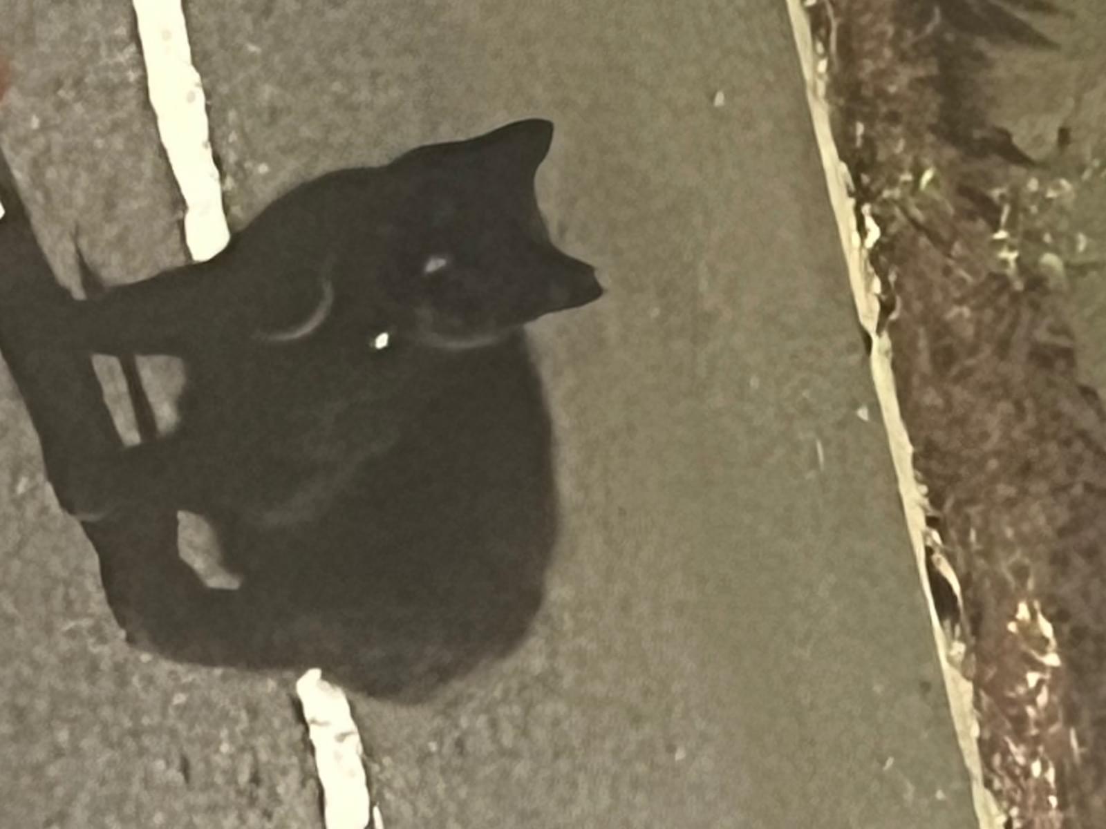 目撃された猫 目撃された猫