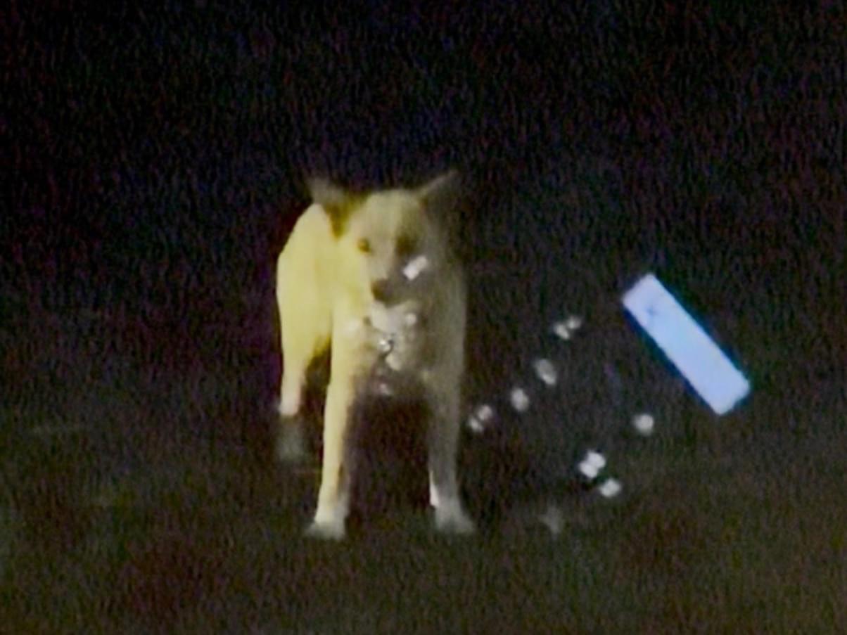 目撃された犬 目撃された犬