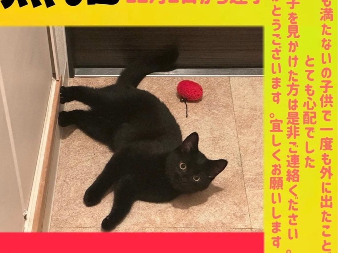 ミミちゃん ミミちゃん