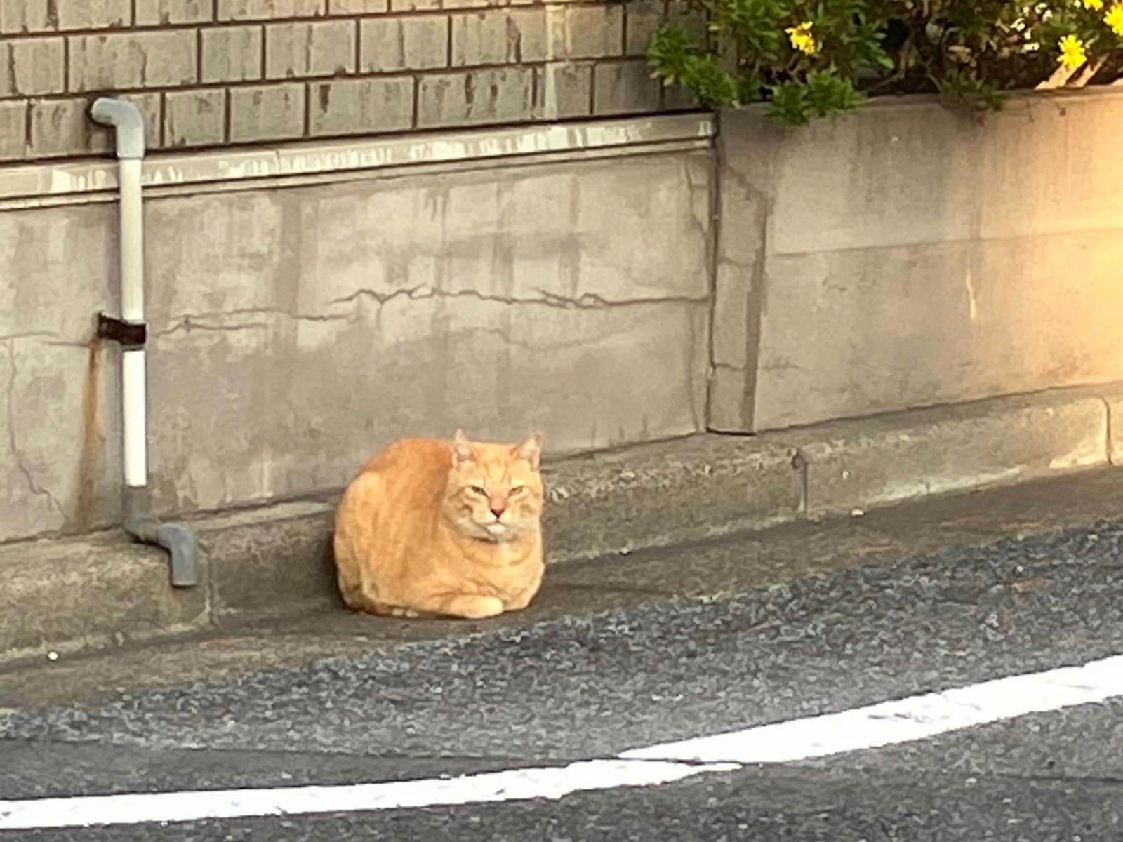 目撃された猫