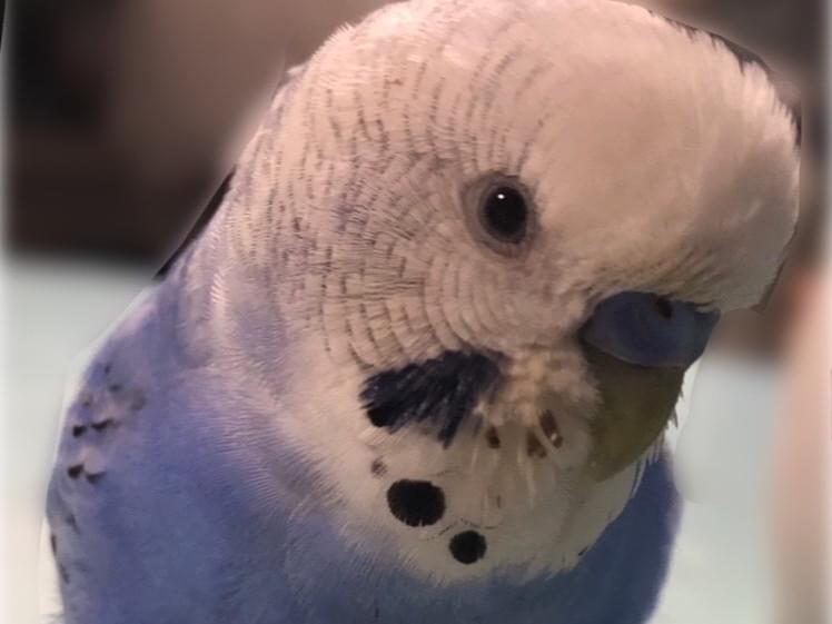 ぺぺちゃん ぺぺちゃん