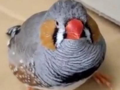 なつめちゃん なつめちゃん