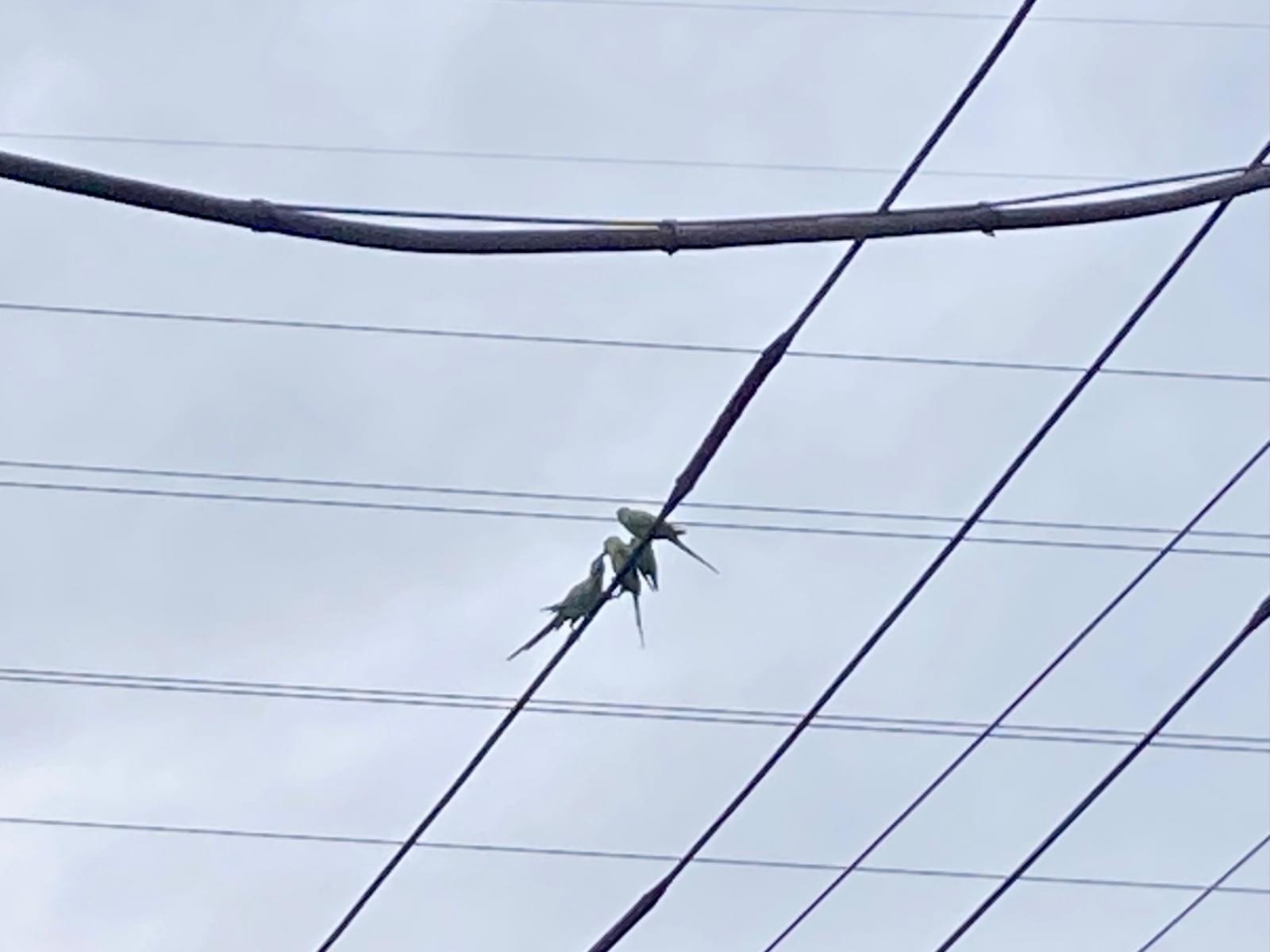 目撃された鳥 目撃された鳥
