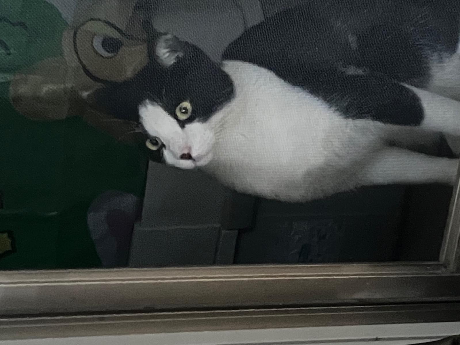 目撃された猫 目撃された猫