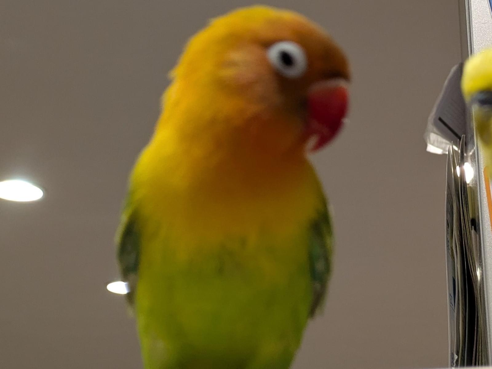 こまちゃん