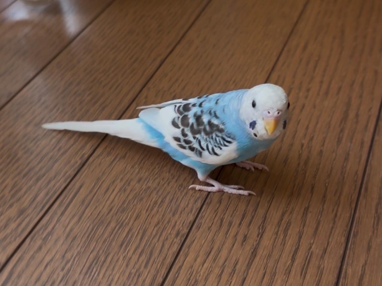 保護された鳥 保護された鳥
