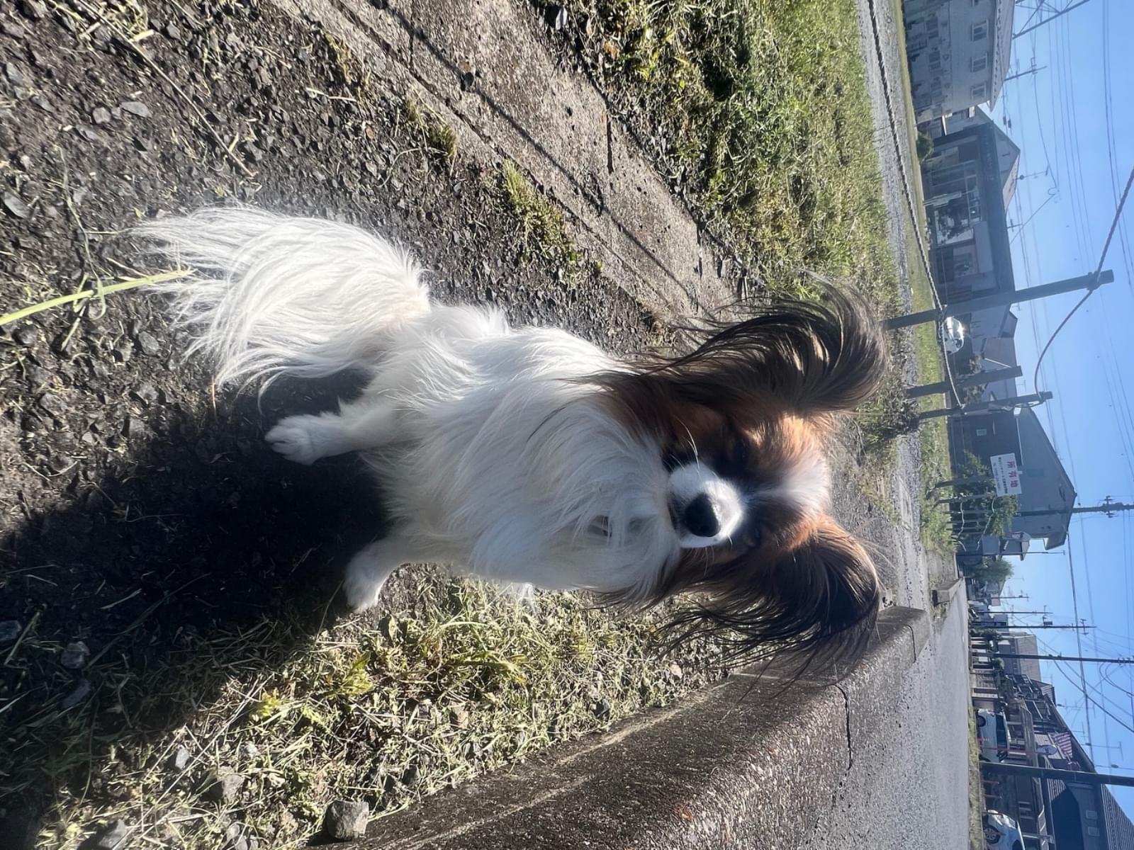 目撃された犬 目撃された犬