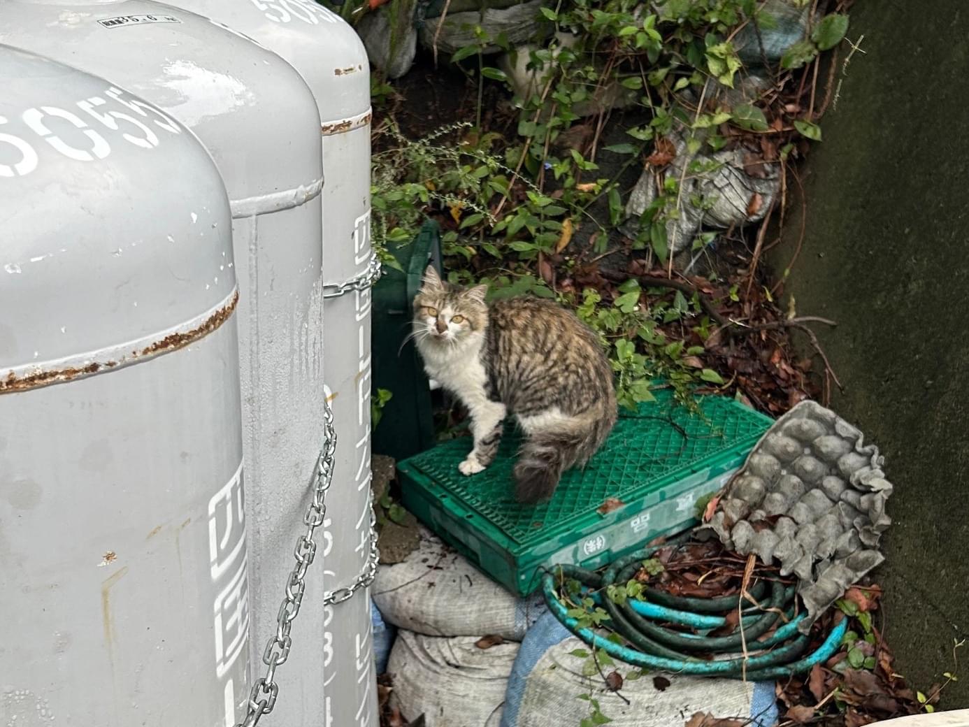 目撃された猫 目撃された猫