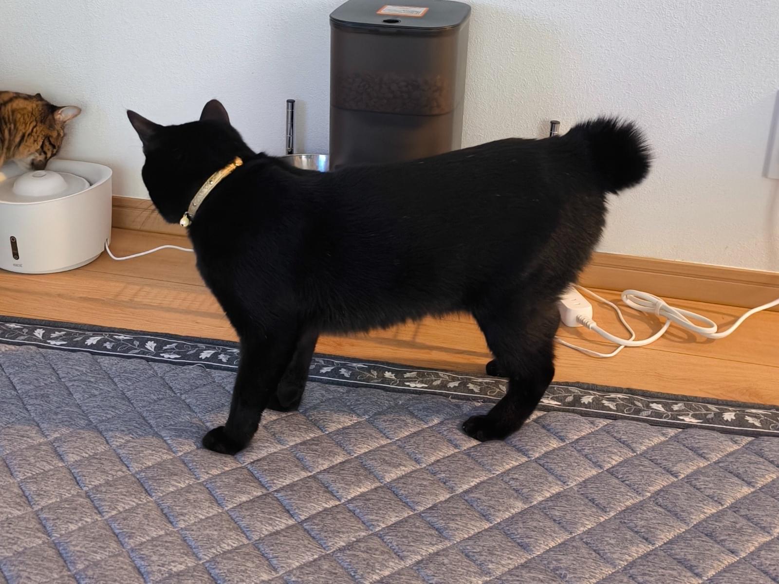 ロクちゃん ロクちゃん