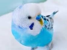 目撃された鳥 目撃された鳥
