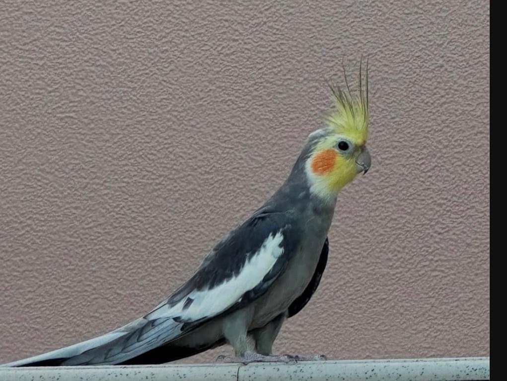 目撃された鳥 目撃された鳥