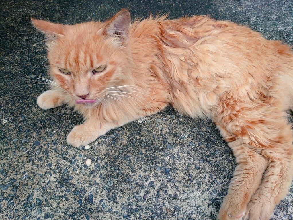 保護された猫 保護された猫