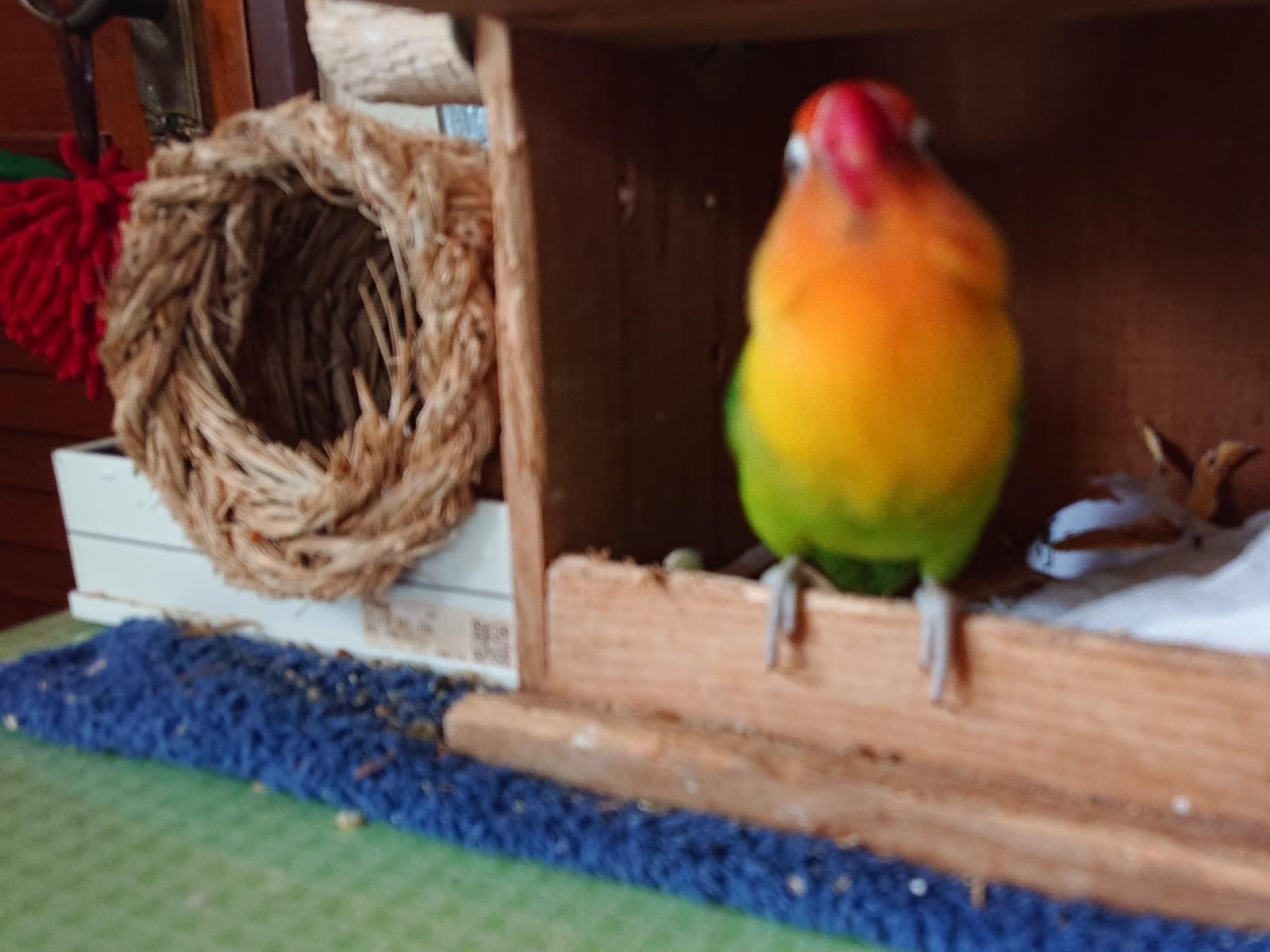 ラブちゃん ラブちゃん