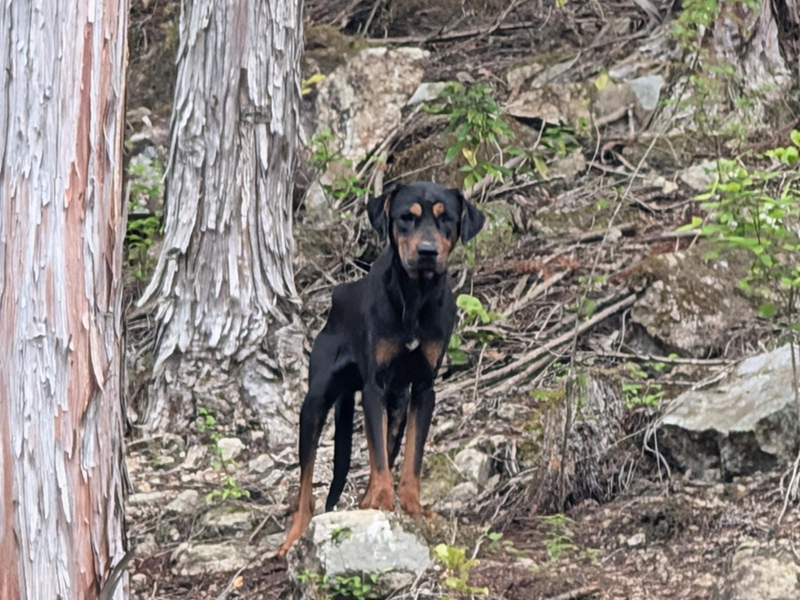 目撃された犬 目撃された犬