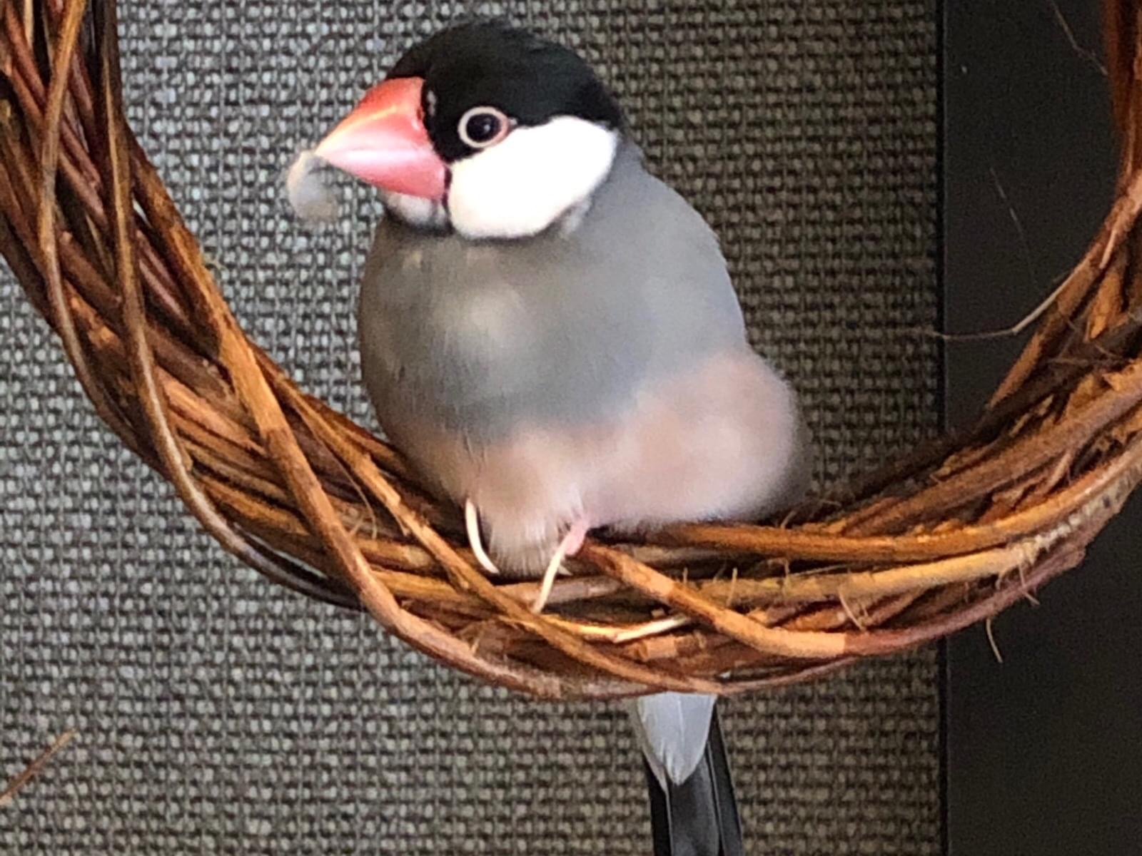 ぴぷちゃん ぴぷちゃん