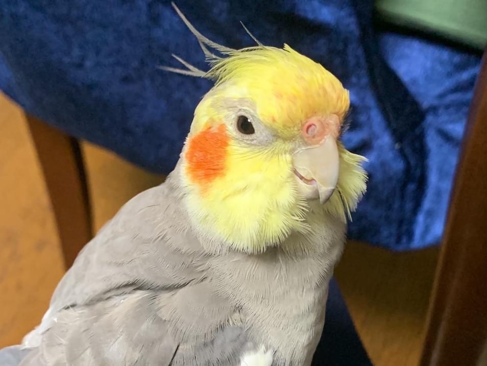 ここちゃん ここちゃん