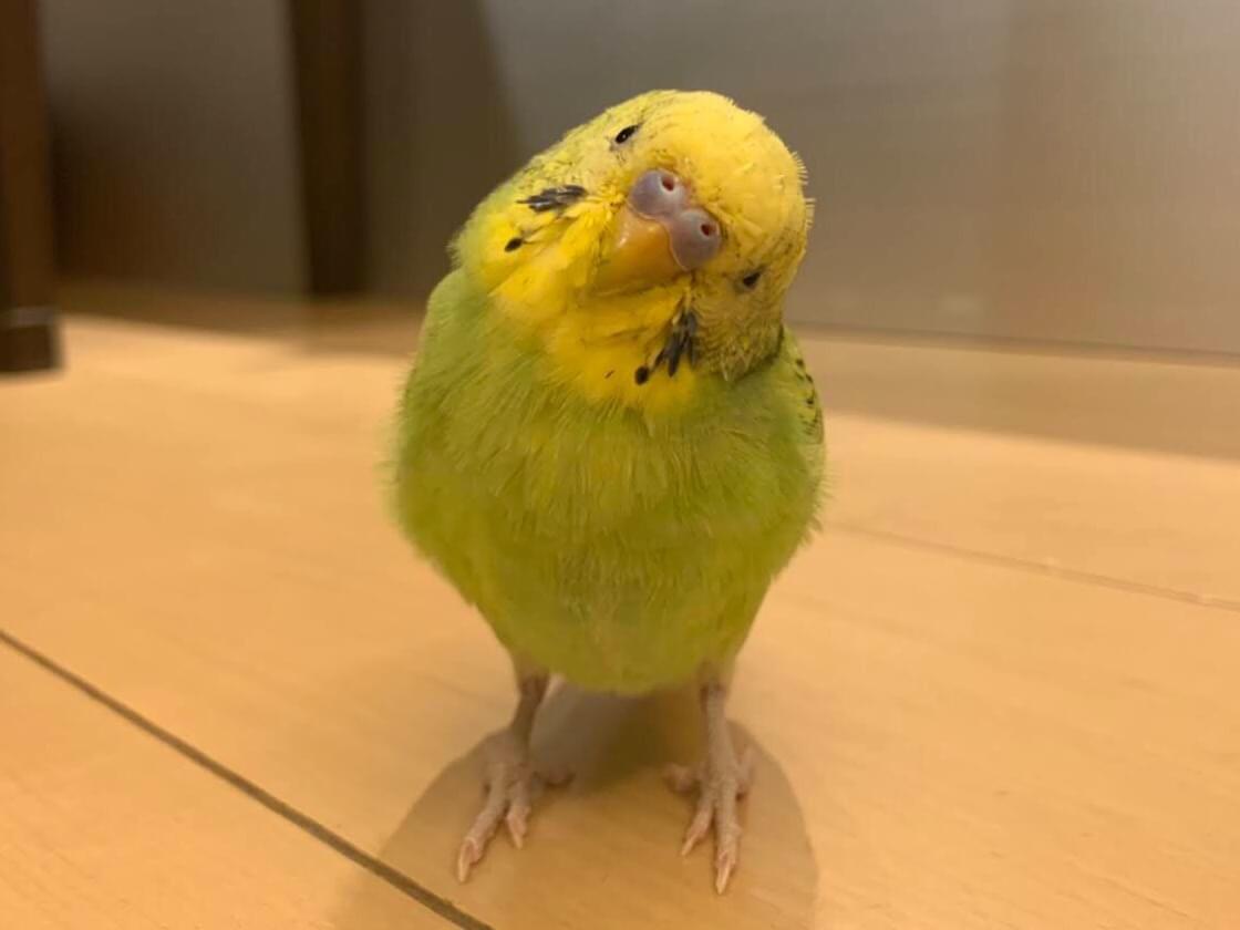 ポンちゃん ポンちゃん