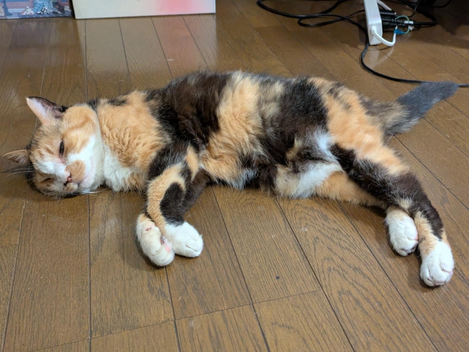 ボナちゃん