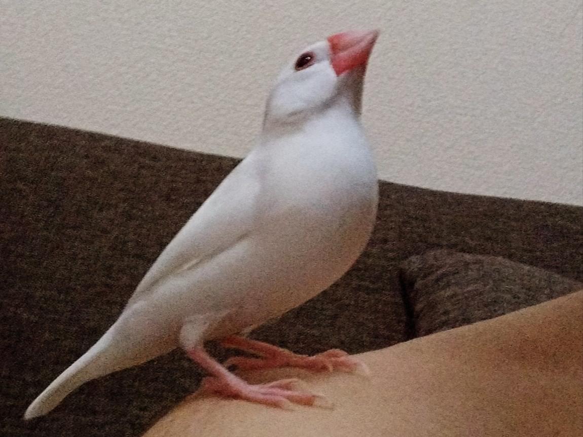 もちちゃん もちちゃん