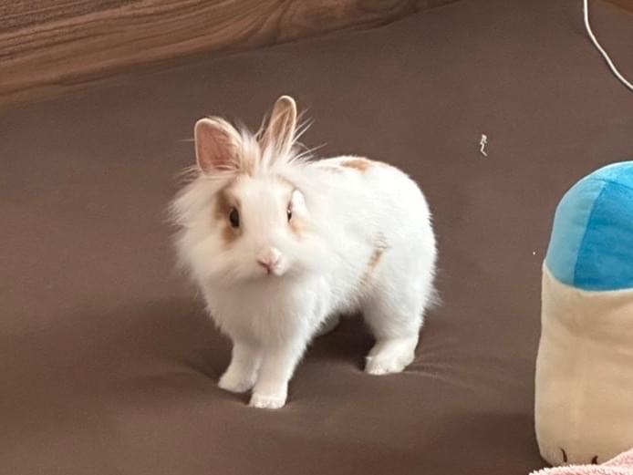 おもちちゃん おもちちゃん