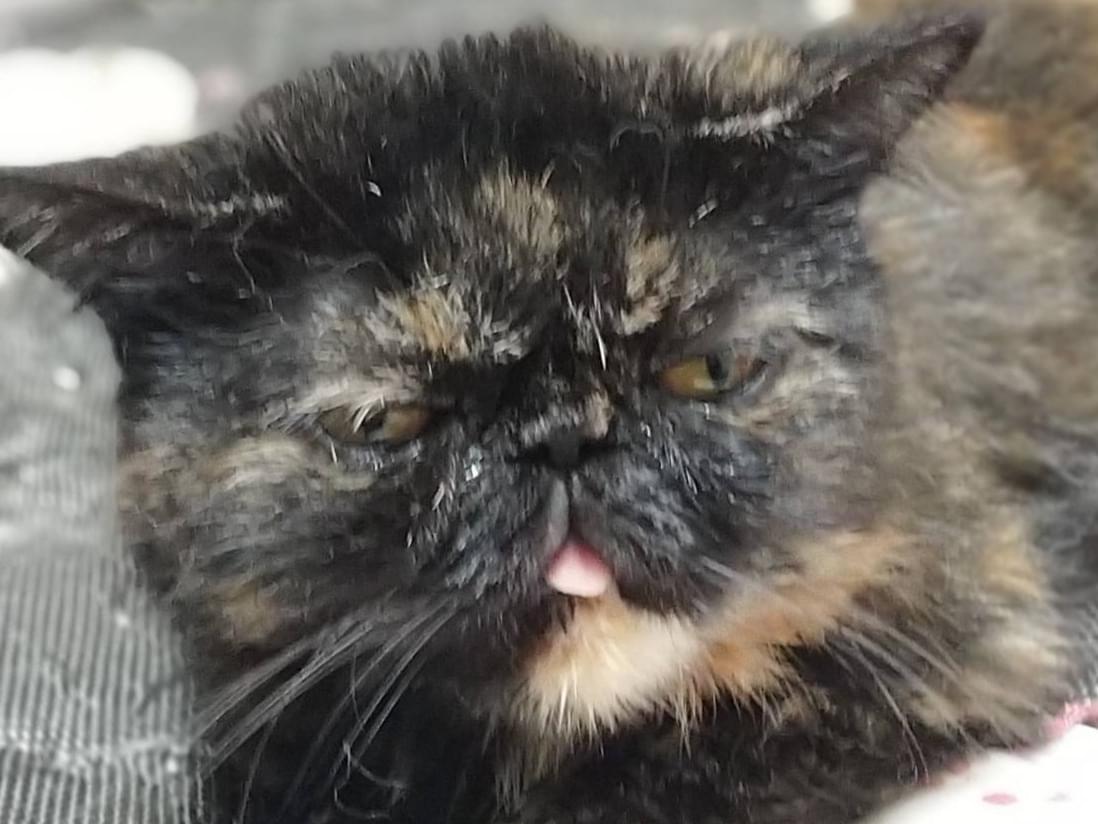 マロちゃん マロちゃん