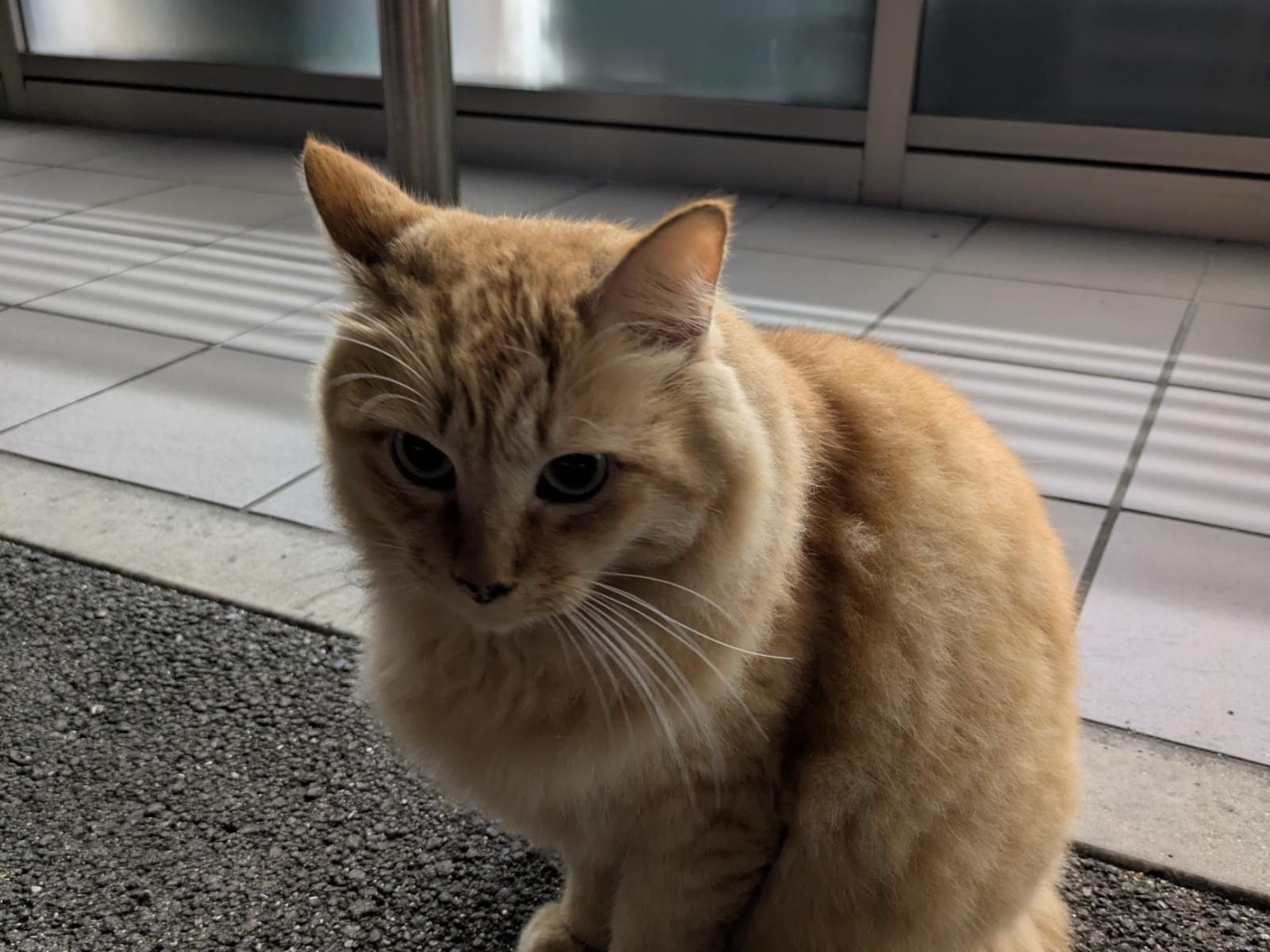 目撃された猫 目撃された猫