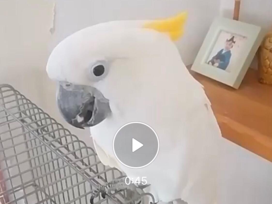 カンちゃん カンちゃん
