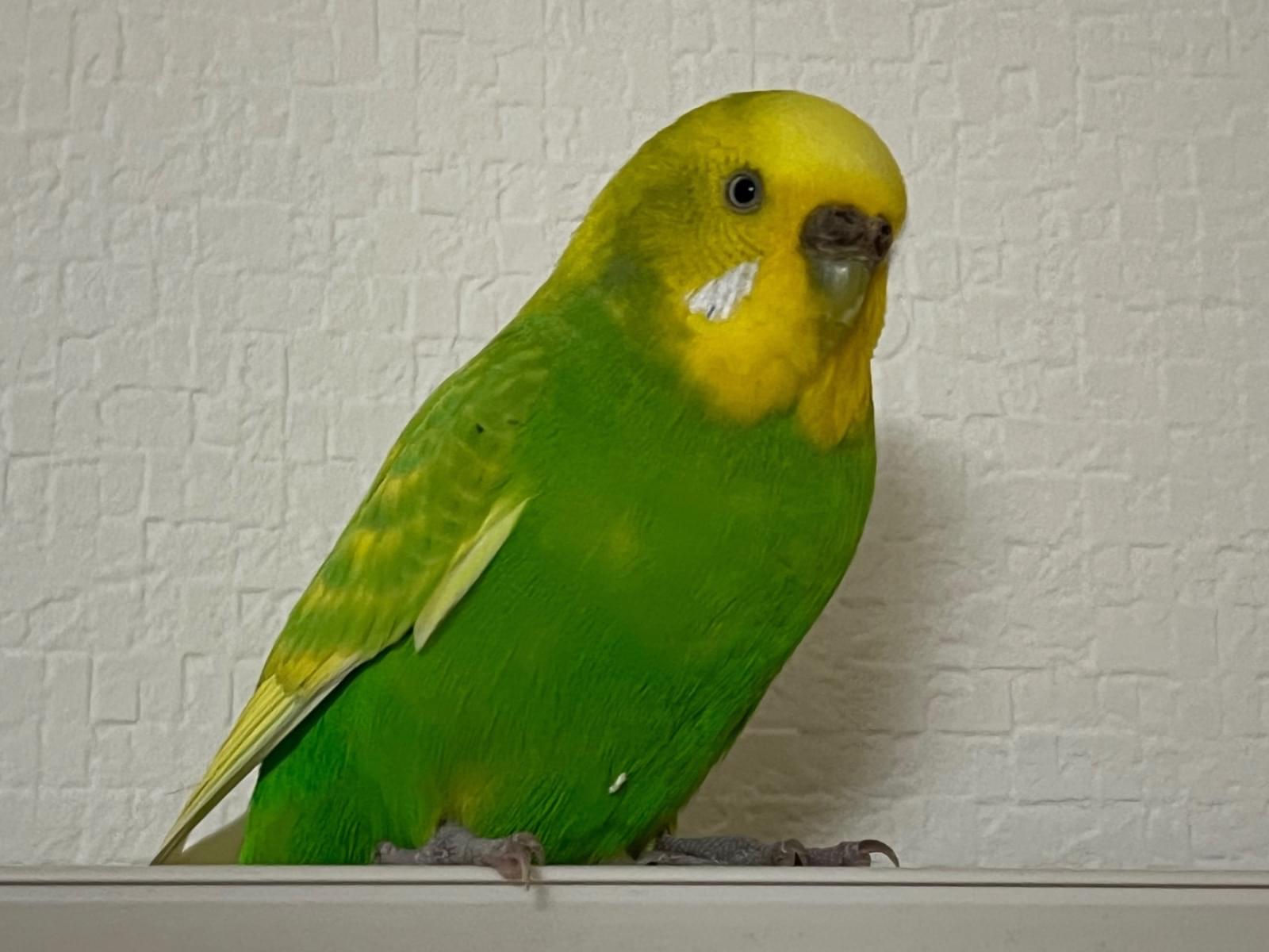 保護された鳥 保護された鳥