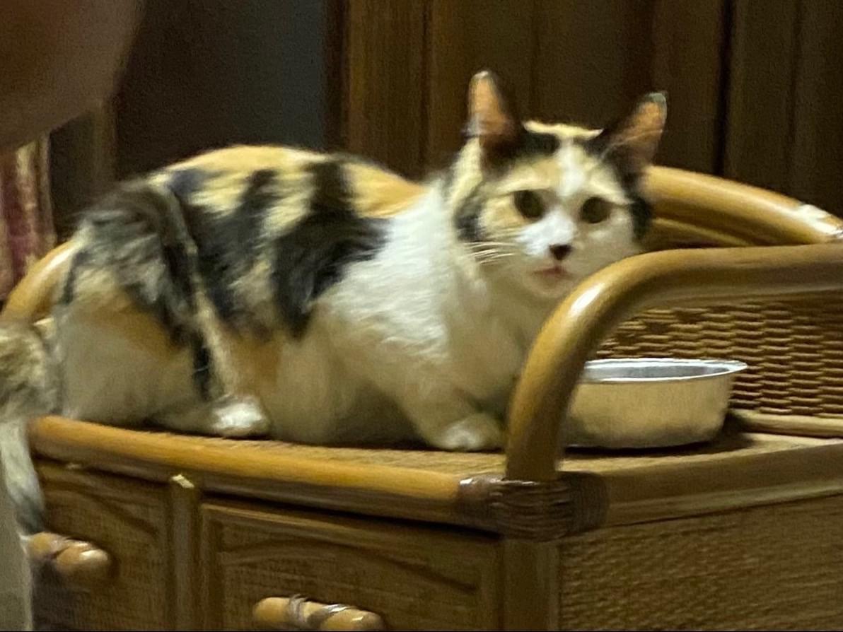 保護された猫 保護された猫