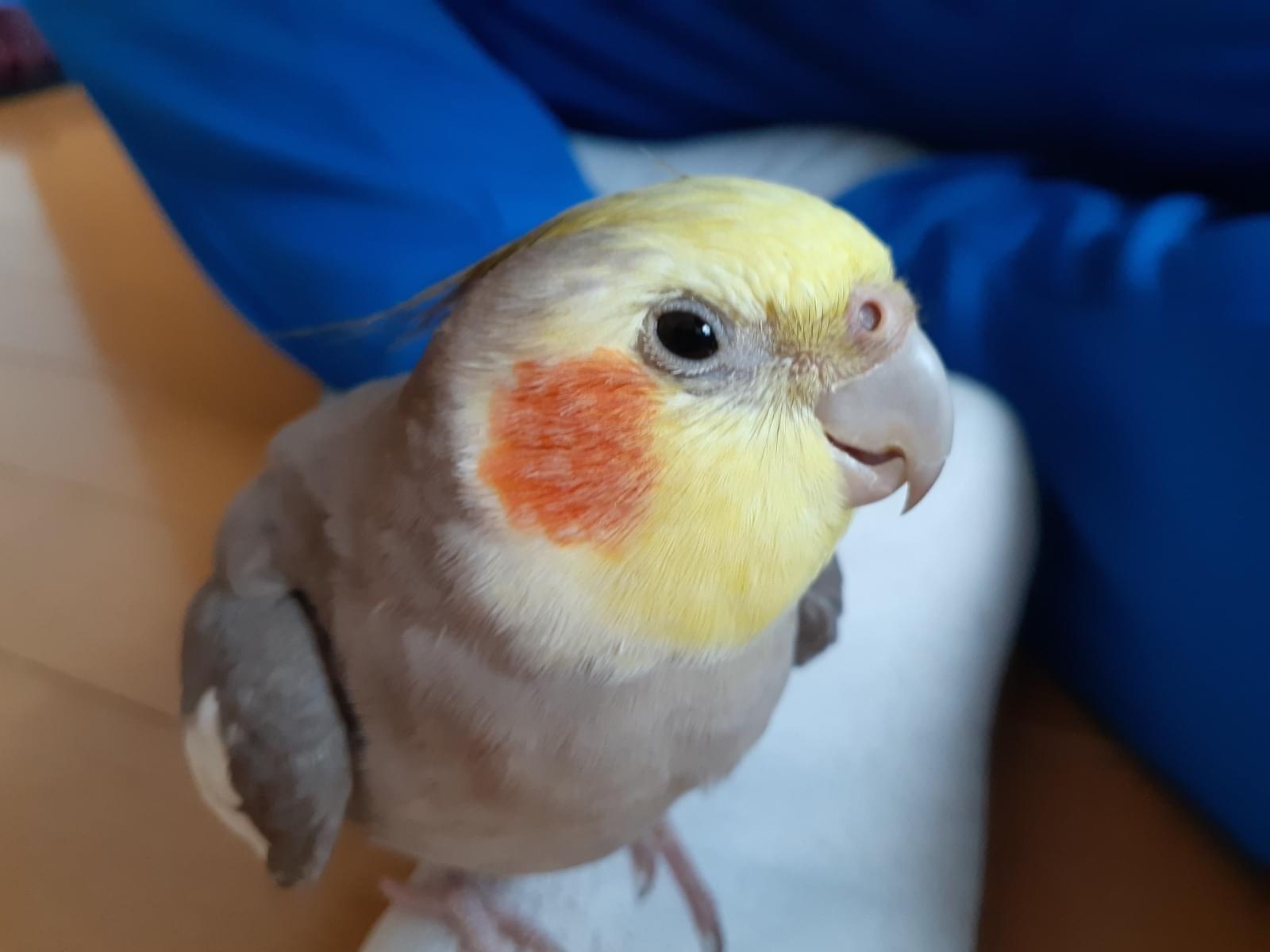 とろろちゃん とろろちゃん