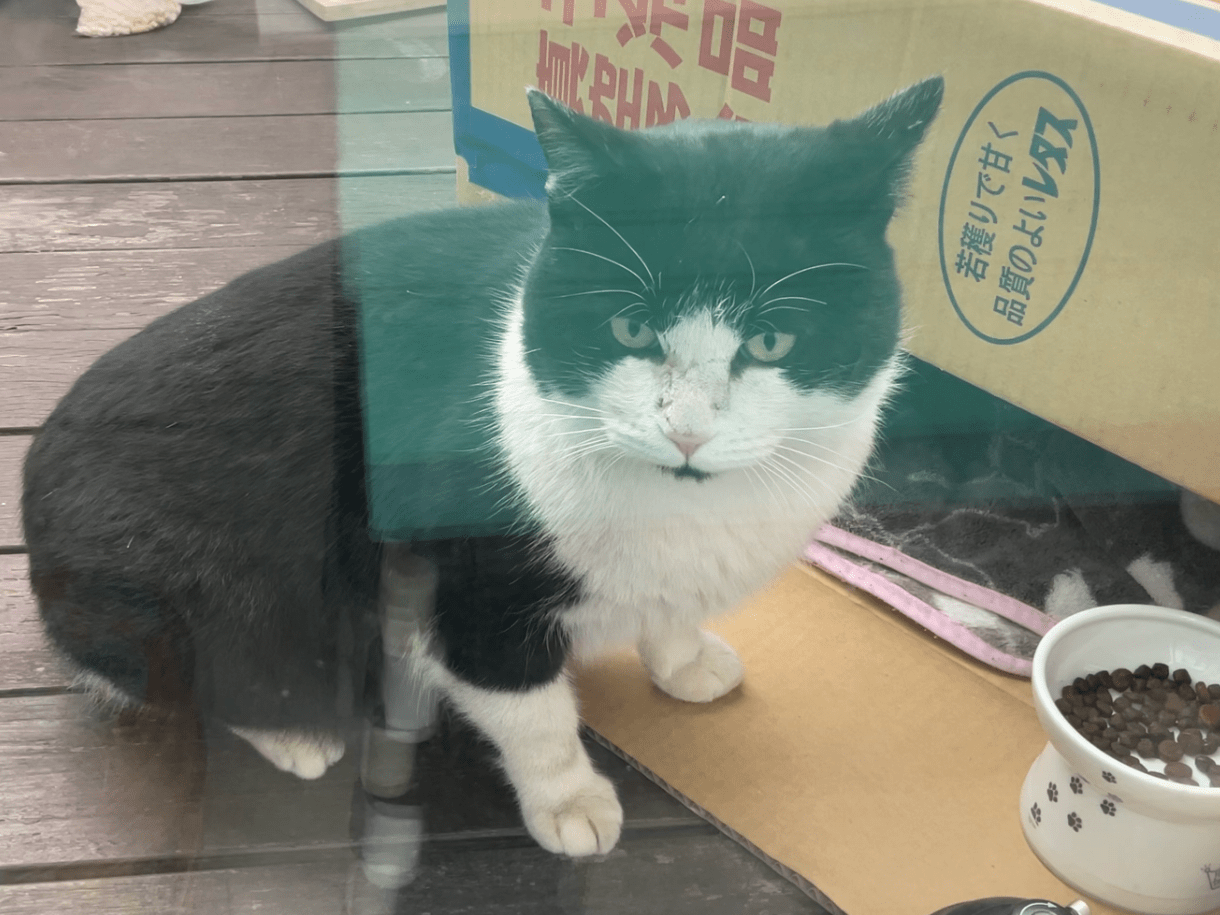 目撃された猫 目撃された猫