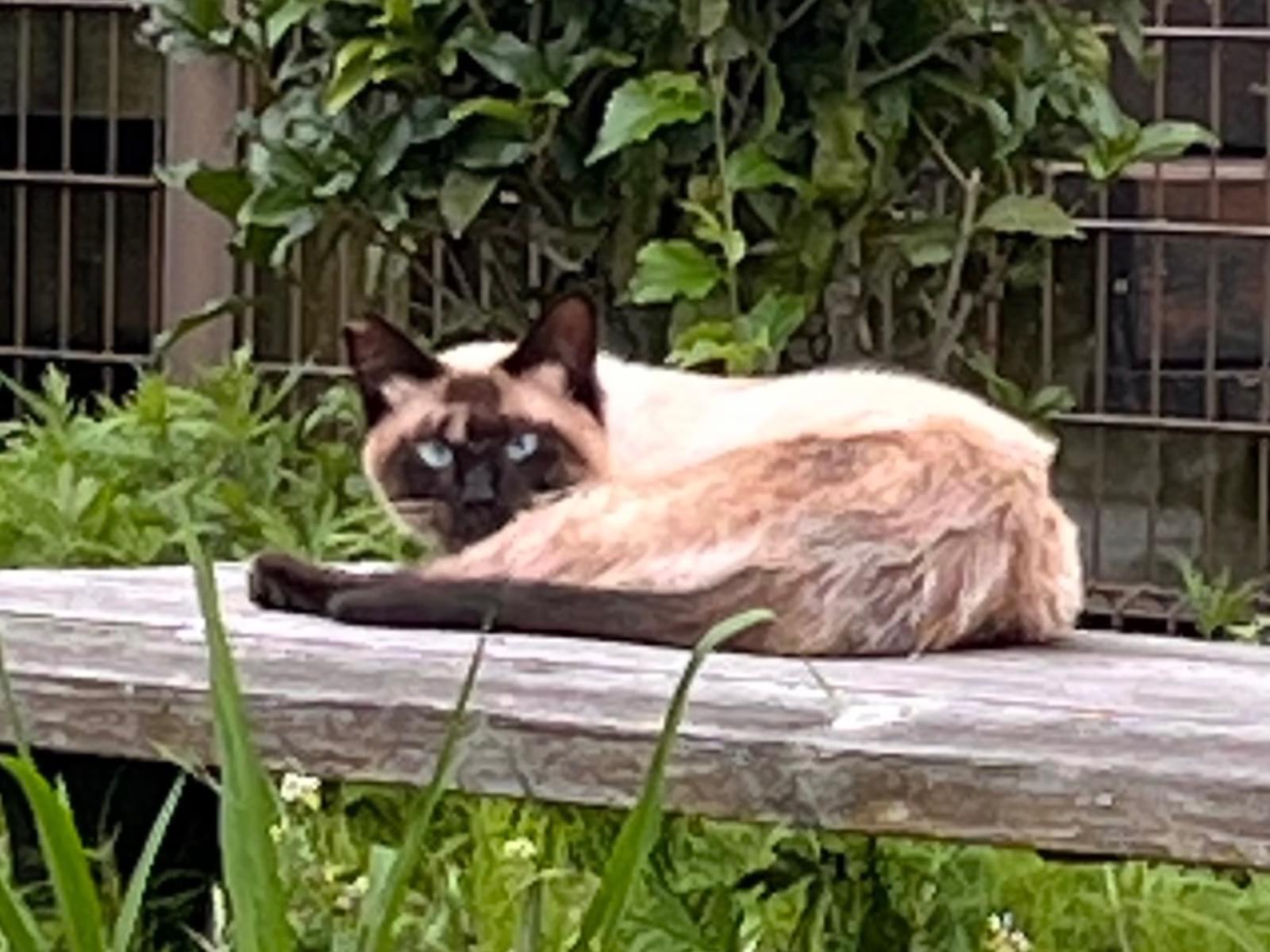 目撃された猫