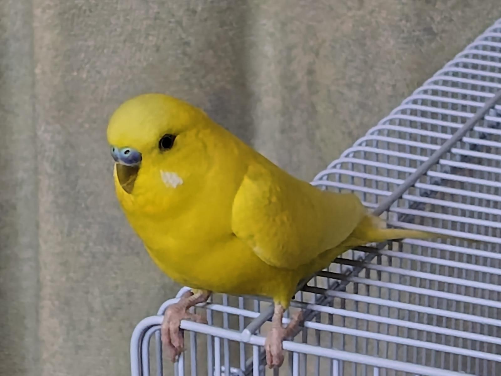 ビビちゃん ビビちゃん