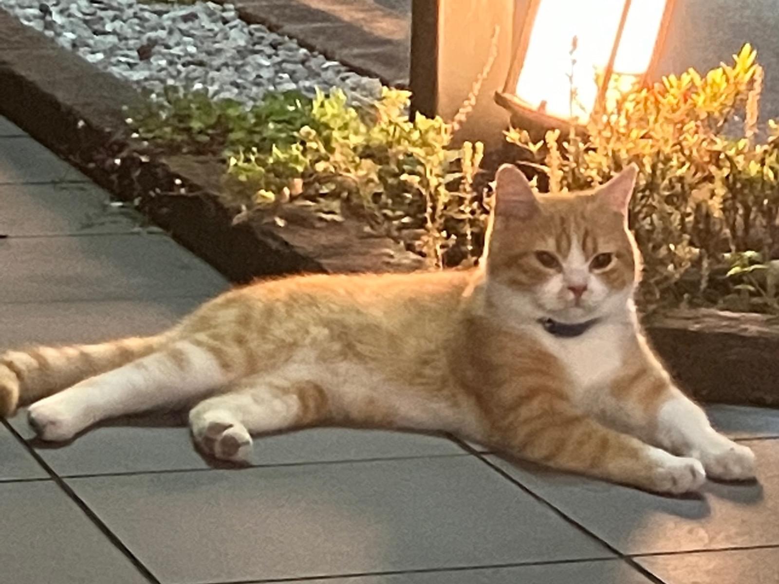 目撃された猫 目撃された猫