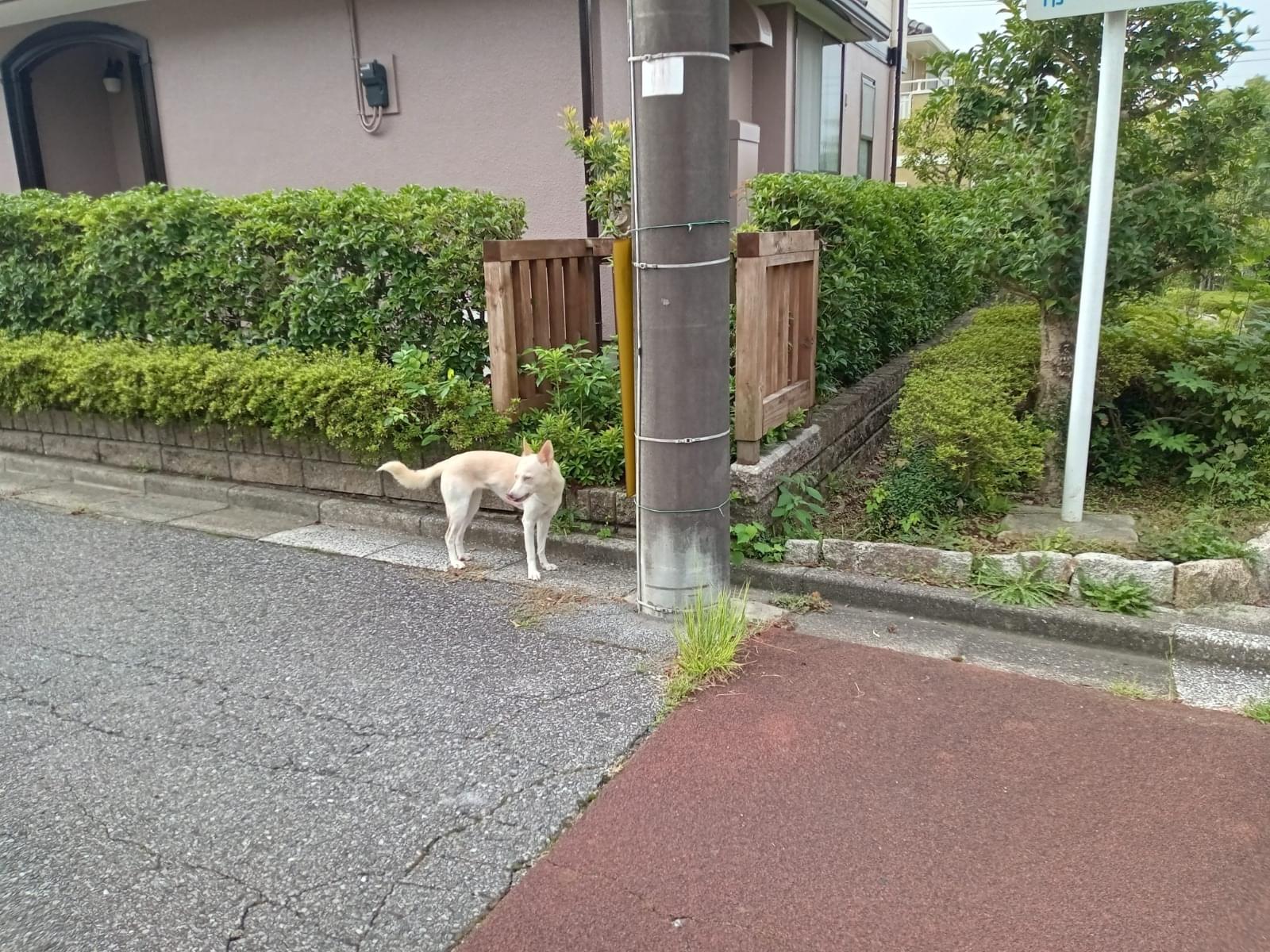目撃された犬 目撃された犬