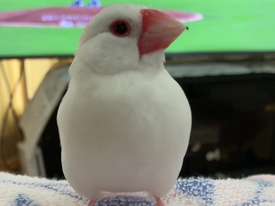 ぶんちゃん ぶんちゃん