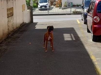 目撃された犬