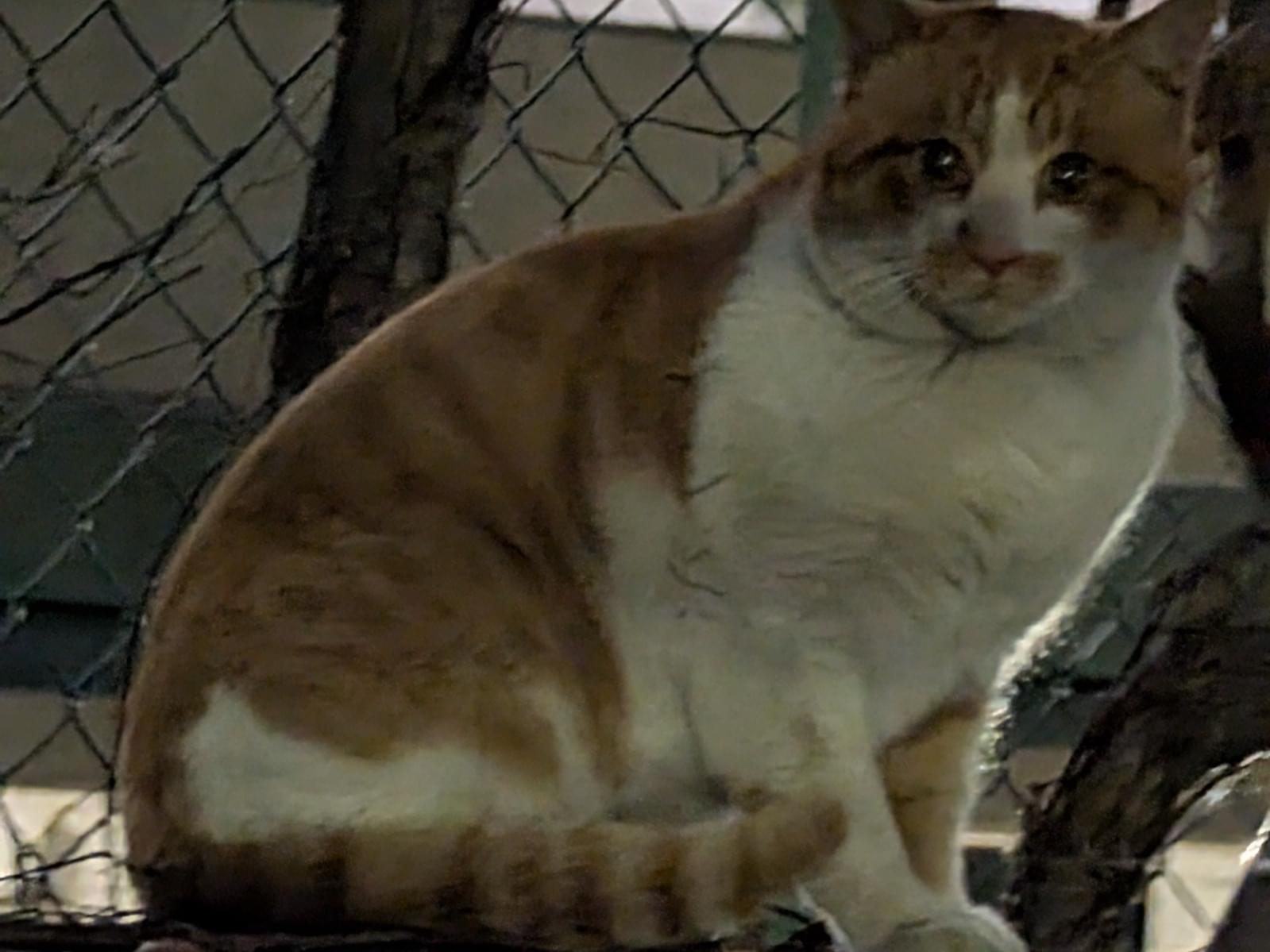 目撃された猫 目撃された猫