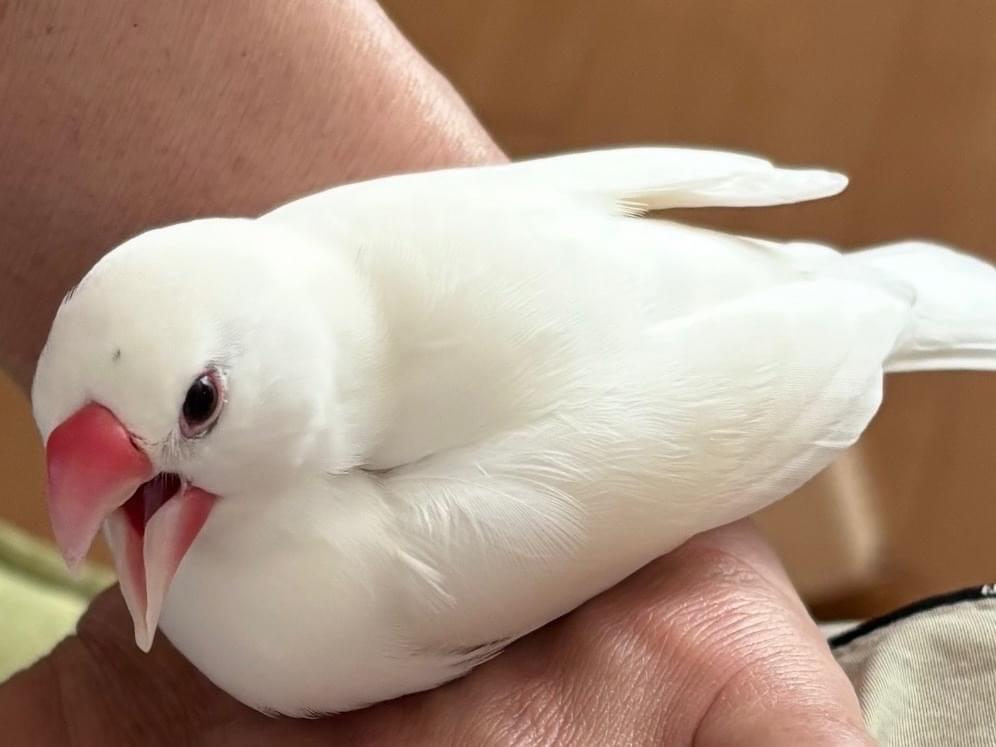 ぴーちゃん