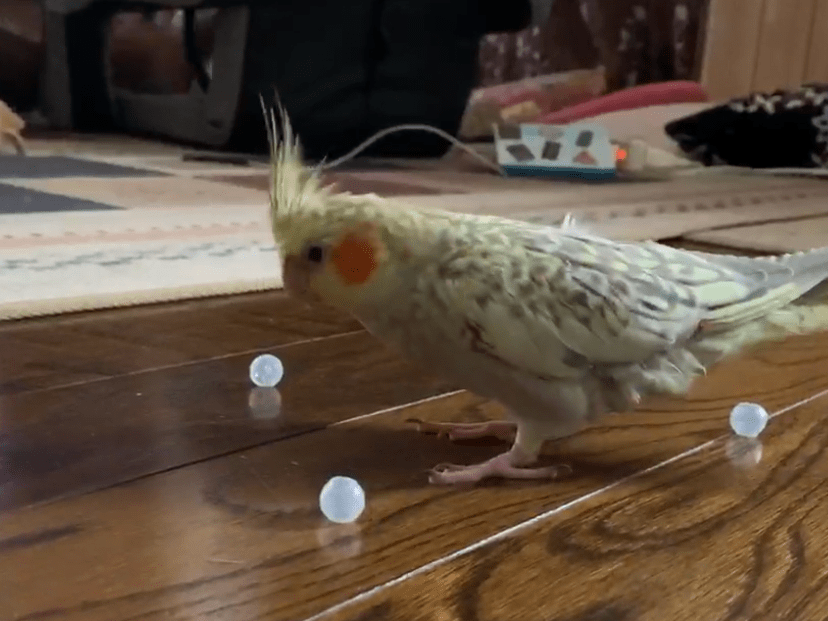 ピノちゃん ピノちゃん