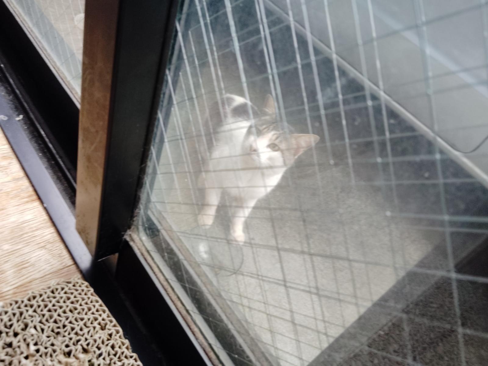 保護された猫