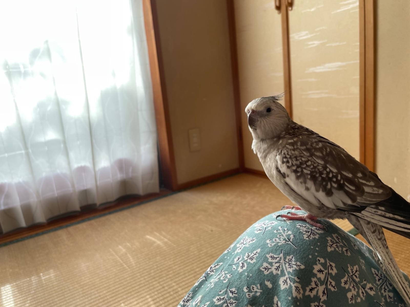 ペルルちゃん ペルルちゃん