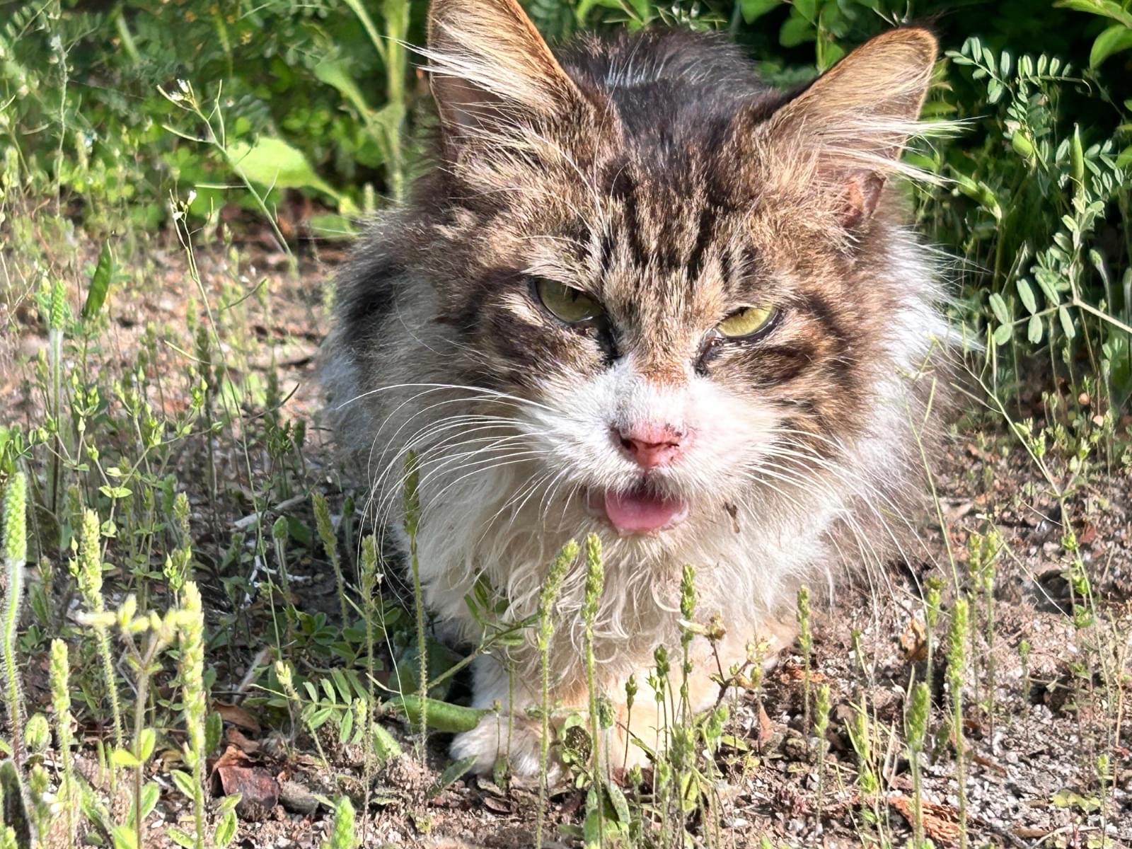 目撃された猫 目撃された猫
