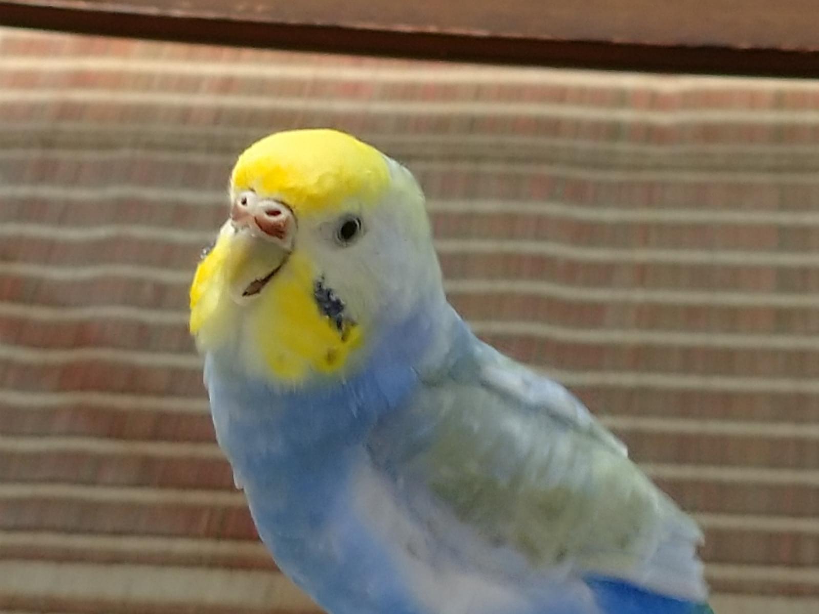 ぴいいちろうちゃん ぴいいちろうちゃん